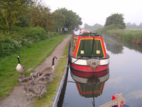 Branston Water Park - Canada geese everywhere